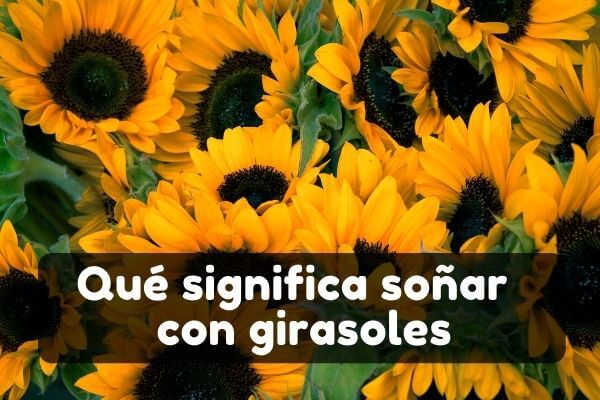 Soñar con girasoles | Significado de soñar con un girasol vacío |